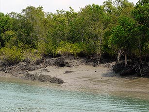 Sundarban
